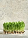 Fresh young green barley grass blades growing in soil in sunlight Royalty Free Stock Photo