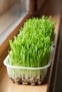 Fresh young green barley grass growing indoors on the windowsill Royalty Free Stock Photo