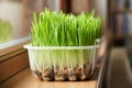 Fresh young green barley grass growing near the window Royalty Free Stock Photo