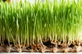 Fresh young green barley grass growing in soil, closeup Royalty Free Stock Photo