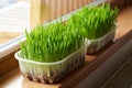 Fresh young green barley grass growing in soil on the windowsill Royalty Free Stock Photo