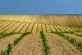 fresh young green corn plants in rows. yellow brown farm field. undulating hilly rural land Royalty Free Stock Photo