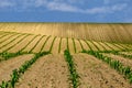 fresh young green corn plants in rows. yellow brown farm field. undulating hilly rural land Royalty Free Stock Photo