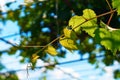 Fresh young green grape vine on a sunny blue sky background Royalty Free Stock Photo