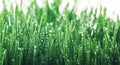 Fresh young green grass with dew drops. Beautiful nature landscape with water droplets Royalty Free Stock Photo