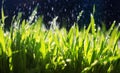 fresh green grass makes its way in the garden under the warm drops of spilling water on a Sunny day