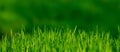 Fresh young green grass purity of nature spring awakening background