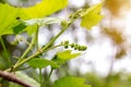 Fresh young green growing grapes leaves in a vineyard in spring and summer. Royalty Free Stock Photo