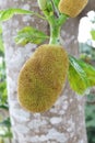 Fresh Young Green Jackfruit in the tree with trunk tree background Royalty Free Stock Photo