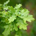 Fresh young green oak tree leaves Royalty Free Stock Photo