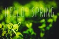 Fresh young green pea plants in the ground on the field early hour in spring garden. The farm where they grow peas. The morning Royalty Free Stock Photo