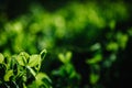 Fresh young green pea plants in the ground on the field early hour in the spring garden. The farm where they grow peas. The Royalty Free Stock Photo