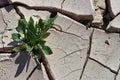 Green plant grow in dry desert soil Royalty Free Stock Photo