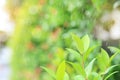 Fresh young green tree top leaf on blurred background in the summer garden with raining and rays of sunlight. Close-up nature Royalty Free Stock Photo