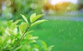 Fresh young green tree top leaf on blurred background in the summer garden with raining and rays of sunlight. Close-up nature leav Royalty Free Stock Photo