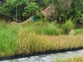 Fresh and greenish vetiver grasses ready to plant on the mountain hill to avoid erosion in Penampang, Sabah. Malaysia. Borneo.