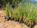 Fresh and greenish vetiver grasses ready to plant on the mountain hill to avoid erosion in Penampang, Sabah. Malaysia. Borneo.