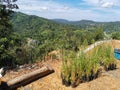 Fresh and greenish vetiver grasses ready to plant on the mountain hill to avoid erosion in Penampang, Sabah. Malaysia. Borneo.