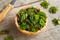 Fresh young ground elder plant in a bowl