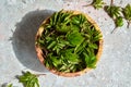 Fresh young ground elder plant in a bowl on a table