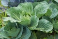 Fresh young heads of green cabbage Brassica oleracea with lots of leaves growing in homemade garden. View from above, close-up. Royalty Free Stock Photo