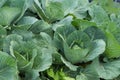 Fresh young heads of green cabbage Brassica oleracea with lots of leaves growing in homemade garden. View from above, close-up. Royalty Free Stock Photo