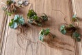 Fresh young Herb Bennet, or Geum urbanum plants