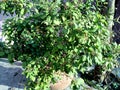 Fresh of young holy basil or tulsi leaves in the garden Royalty Free Stock Photo