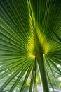 Fresh young large fronds of palm tree