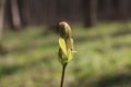 Fresh young leaves emerged from the buds in early spring