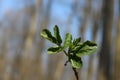 Fresh young leaves emerged from the buds in early spring