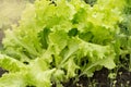 Fresh young leaves of green lettuce on a vegetable bed, growing in the soil in the garden. Sunlight on young lettuce leaves Royalty Free Stock Photo