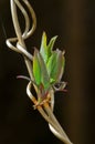 Fresh young leaves of Honeysuckle in early spring