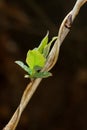 Fresh young leaves of Honeysuckle in early spring