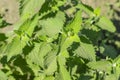 Fresh young leaves of a melissa, lemon balm, melissa officinalis, medicinal herb Royalty Free Stock Photo