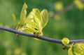 Fresh young leaves