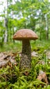 Fresh, young leccinum scabrum mushroom in forest Royalty Free Stock Photo