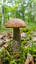 Fresh, young leccinum scabrum mushroom in forest Royalty Free Stock Photo