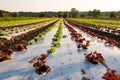 Fresh young lettuce green and red growing in the field Royalty Free Stock Photo