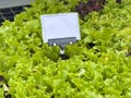 Fresh young lettuce plants for sale at market display Royalty Free Stock Photo