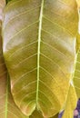 Fresh Mango Leaf Texture Royalty Free Stock Photo