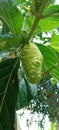 Fresh and young noni fruit grows between the leaves Royalty Free Stock Photo