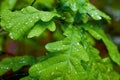 Fresh young oak foliage with raindrops. Green spring background.