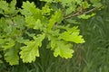 Fresh young oak leafs - quercsus