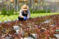 fresh young organic green cos lettuce plant growing in hydroponic system at vegetable salad farm with farmer working on background Royalty Free Stock Photo