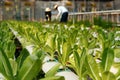 fresh young organic green cos lettuce plant growing in hydroponic system at vegetable salad farm with farmer working on background Royalty Free Stock Photo