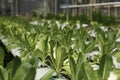 Fresh young organic green cos lettuce plant growing on the water without soil in hydroponic system at vegetable salad farm. Royalty Free Stock Photo