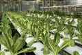 Fresh young organic green cos lettuce plant growing on the water without soil in hydroponic system at vegetable salad farm. Royalty Free Stock Photo