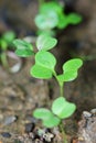 fresh young plant in farm vegetable for background Royalty Free Stock Photo