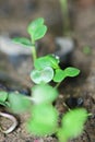 Fresh young plant in farn vegetable for background Royalty Free Stock Photo